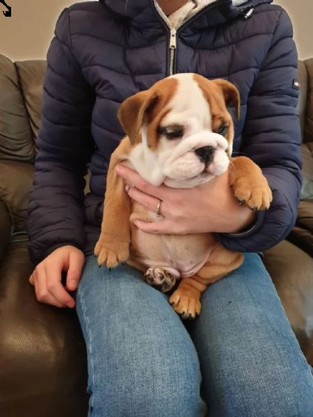 privato  bellissimi cuccioli di bulldog inglese