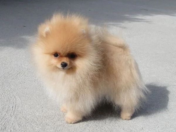 cucciolo di pomerania per regalo