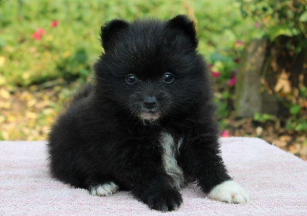 cucciolo di pomerania per regalo | Foto 0