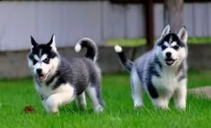 vendita siberian husky cucciolino di 3 mesi