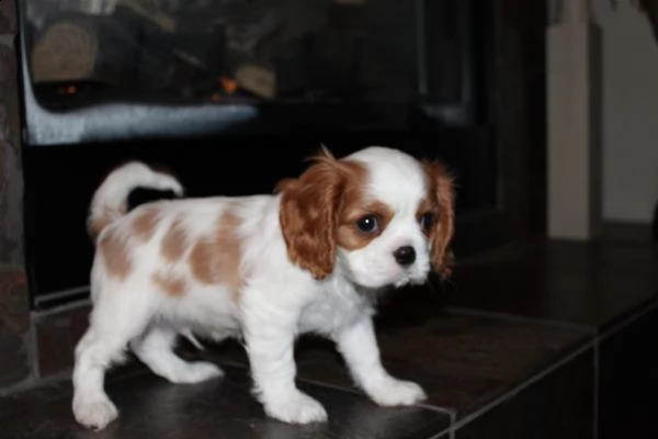 regalo bellissimo cuccioli di cavalier king con pedigree enci