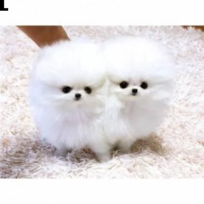 cucciolo di pomerania di 2 mesi per regalo