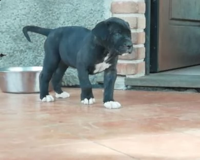 vendita cucciolo cuccioli cane corso