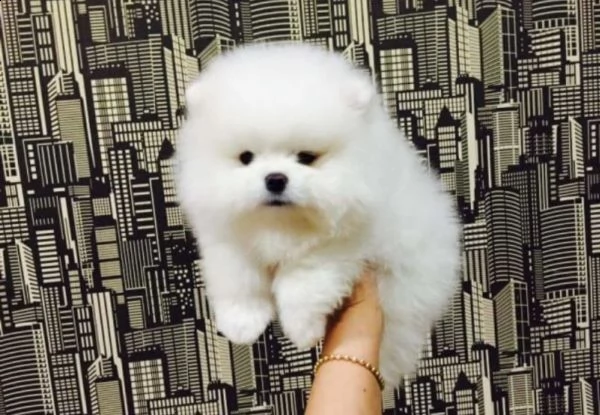  regalo pomeranian cuccioli con pedigree | Foto 0