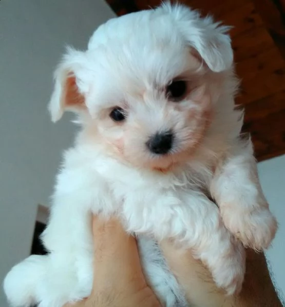 maltese mini mini toy