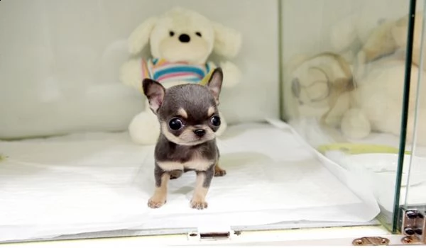 adorabili cuccioli di chihuahua maschi e femmine in cerca di una nuova casa