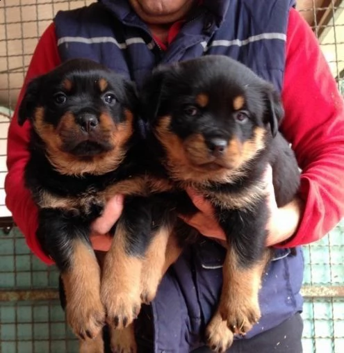  regalo cuccioli rottweiller disponibili  abbiamo cuccioli rottweiller freschi disponibili tra l'11