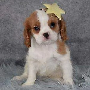 cuccioletto di cavalierking spaniel 