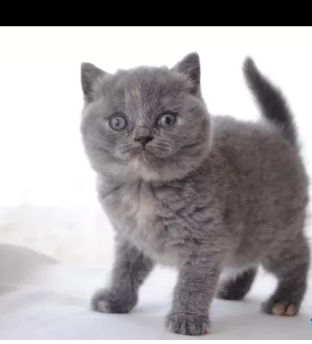 bellisimi cuccioili british shorthair