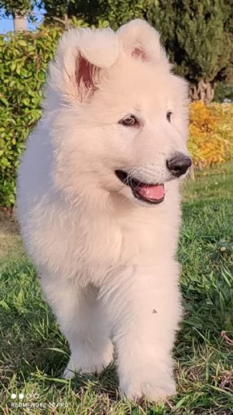 Cuccioli di pastore svizzero bianco | Foto 6