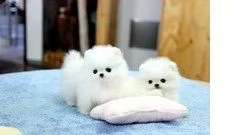 bellissimi cuccioli di pomerania