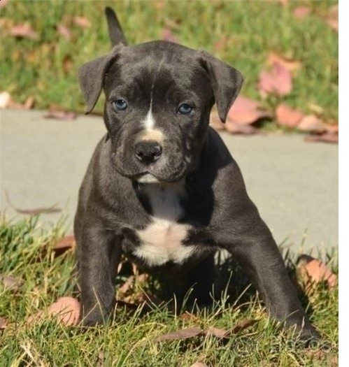 cuccioli di pitbull blue line staffordshire 10 settimane