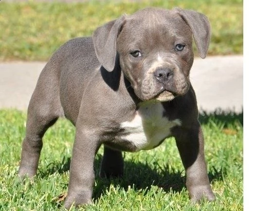 cucciolo di razza american staffordshire pit bull terrier