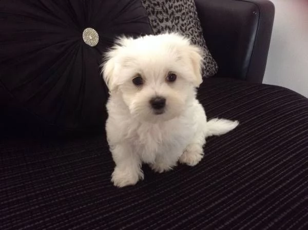 bellissimi cuccioli di maltese maschio e femmina