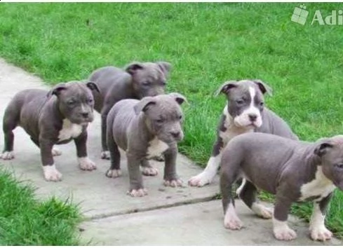 cucciolo di blueline american staffordshire pitbull terrier