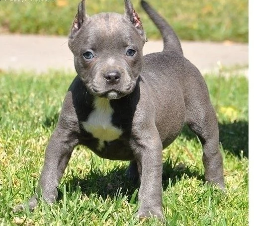 american staffordshire cucciolo blue-line pit bull terrier