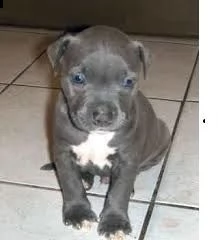 cuccioli di pitbull blue line staffordshire 10 settimane