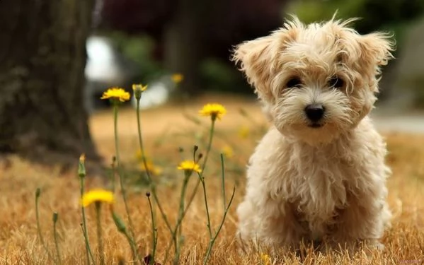 regalo  cuccioli di maltese 