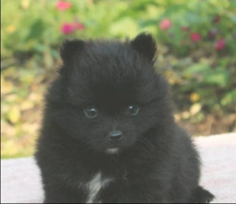 regalo pomeranian cuccioli con pedigree