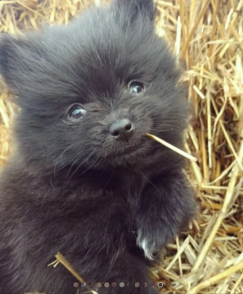 regalo pomeranian cuccioli con pedigree | Foto 0