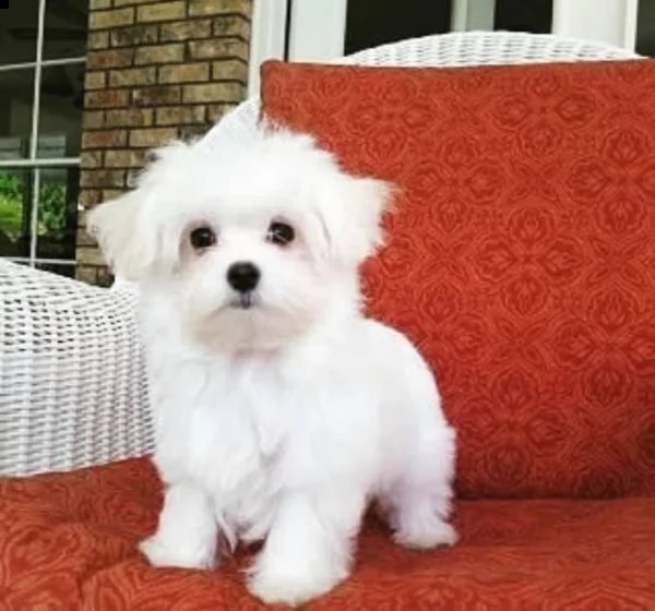 adorabile cucciolo maltese per regalo