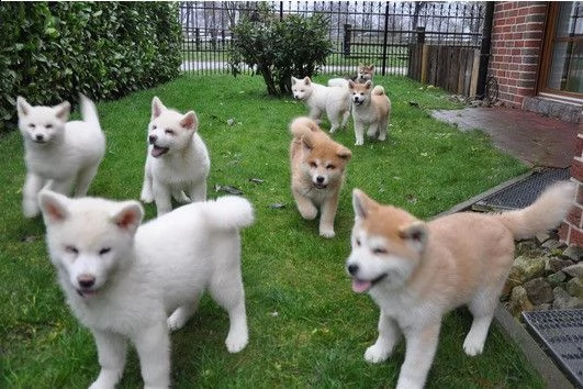  ~~~bellissimi cuccioli di akita inu regalo.  bellissimi cuccioli di akita inu di circa 3 mesi con i