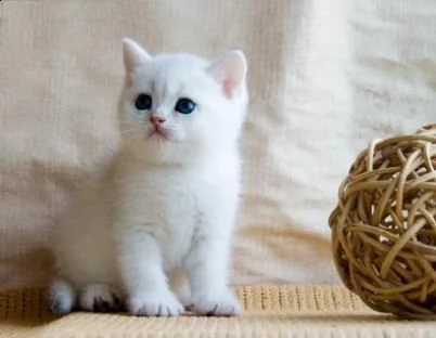   gattini british shorthair, pedigree (in regalo)   disponibili subito bellissimi gattini british sh