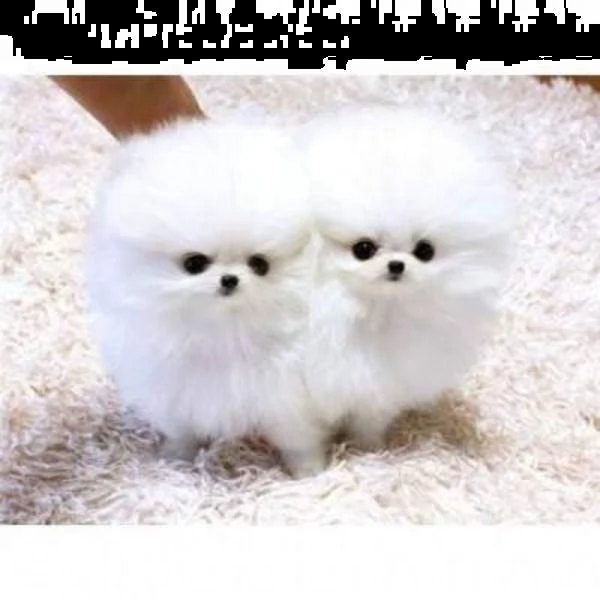 cuccioli di pomerania p