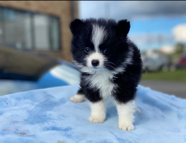 incredibile cucciolo pomernariano di 12 settimane.... | Foto 0