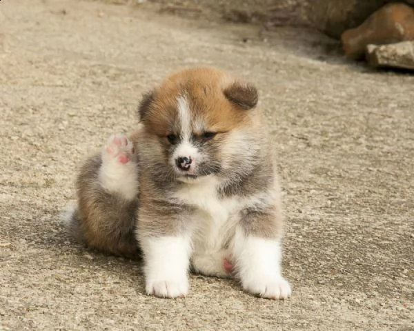 regalo cuccioli akita