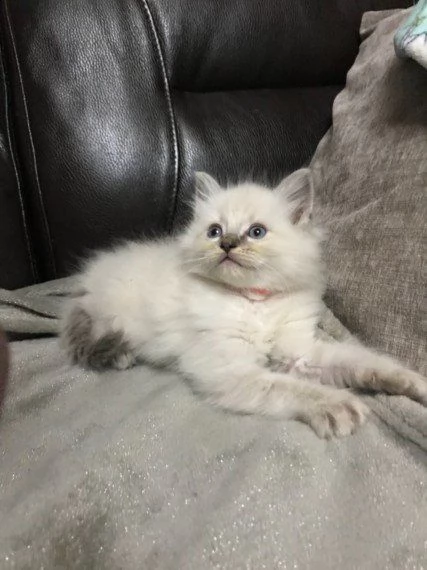 regalo  gattini ragdoll disponibili   ciao gatti amanti, ora abbiamo i seguenti gatti ragdollesotici