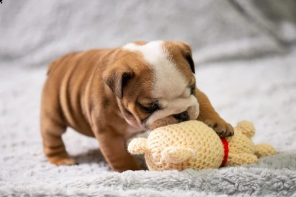  regalo cuccioli di bulldog inglese  bulldog inglese cuccioli, disponibili 1 maschio e 1 femmina, al