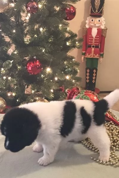 cuccioli di akita inu regalo