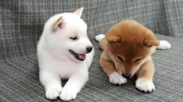 adozione cucciolata di shiba inu