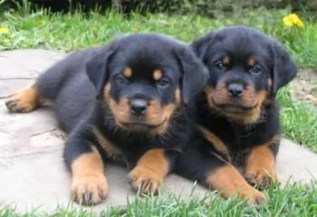 regalo cuccioli di rottweiler cuccioli