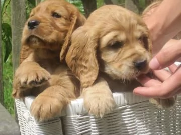 cuccioli di cocker spaniel energici