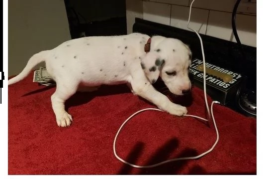 regalo dalmata cuccioli disponible per l'adozione