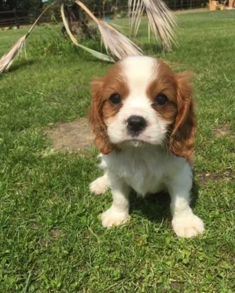 regalo cuccioli di cavalier king