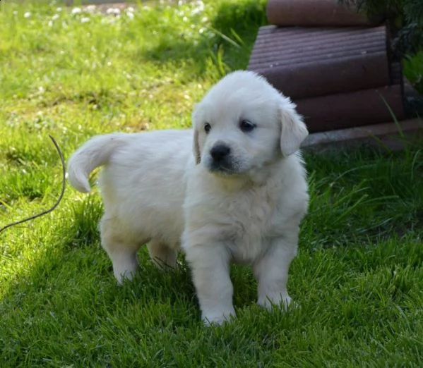  cucciolo golden retriever addestrato a casa per regalo | Foto 0