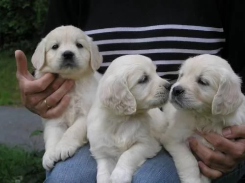  cucciolo golden retriever addestrato a casa per regalo