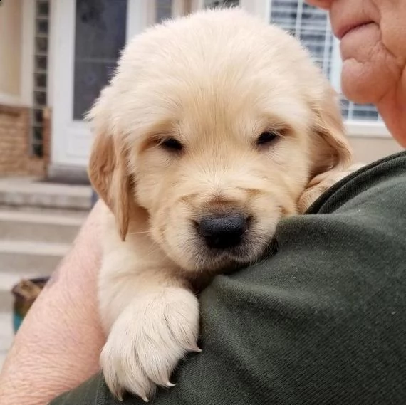 adorabile cucciolo golden retriever per regalo