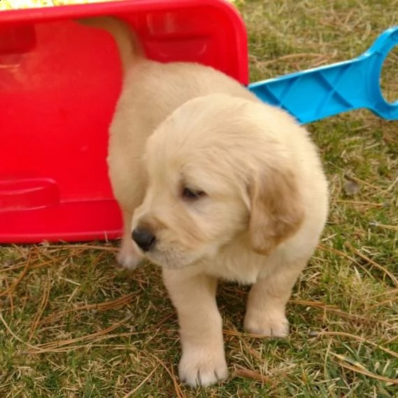 cucciolo di golden retriever di razza per regalo