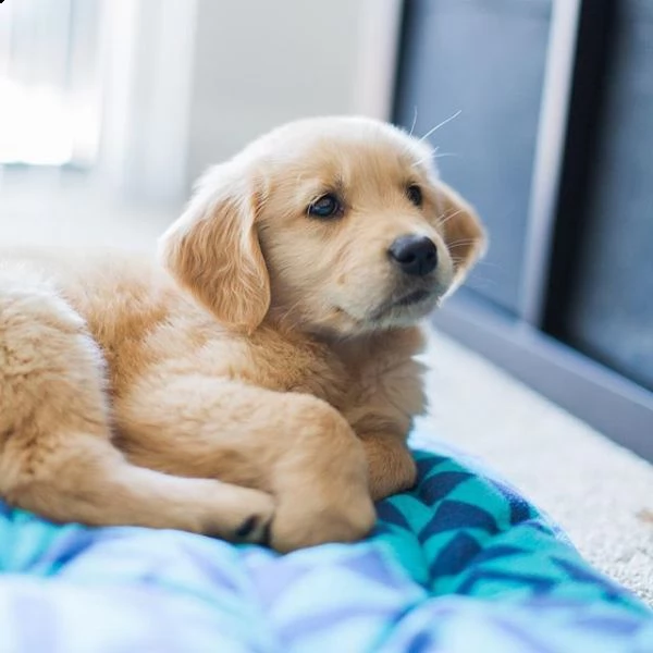 cucciolo di golden retriever di razza per regalo | Foto 0