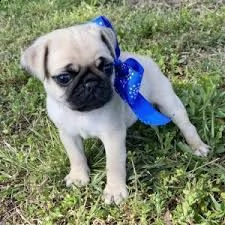  adorabili cuccioli di carlino in adozione gratuita