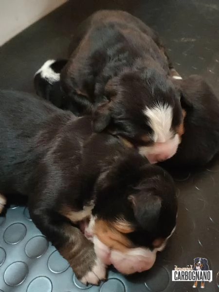 Cuccioli di BOVARO DEL BERNESE con Pedigree | Foto 6