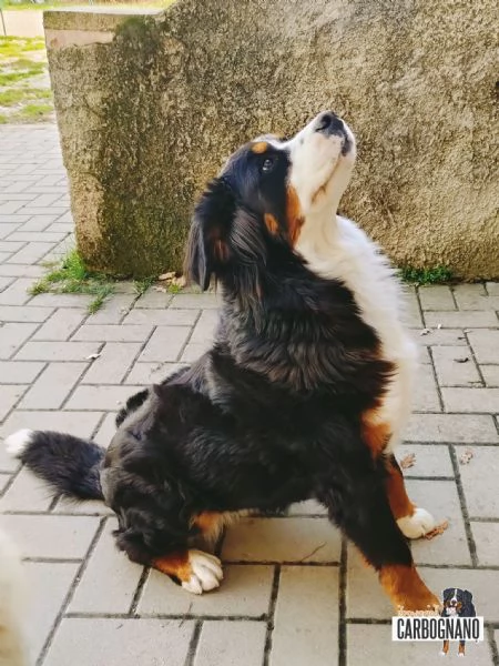 Cuccioli di BOVARO DEL BERNESE con Pedigree | Foto 5