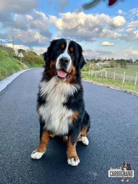 Cuccioli di BOVARO DEL BERNESE con Pedigree | Foto 4