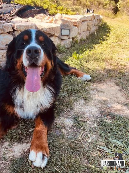 Cuccioli di BOVARO DEL BERNESE con Pedigree | Foto 3