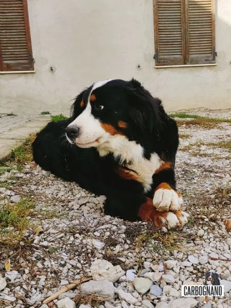 Cuccioli di BOVARO DEL BERNESE con Pedigree | Foto 1