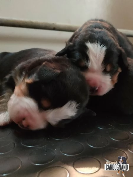 Cuccioli di BOVARO DEL BERNESE con Pedigree